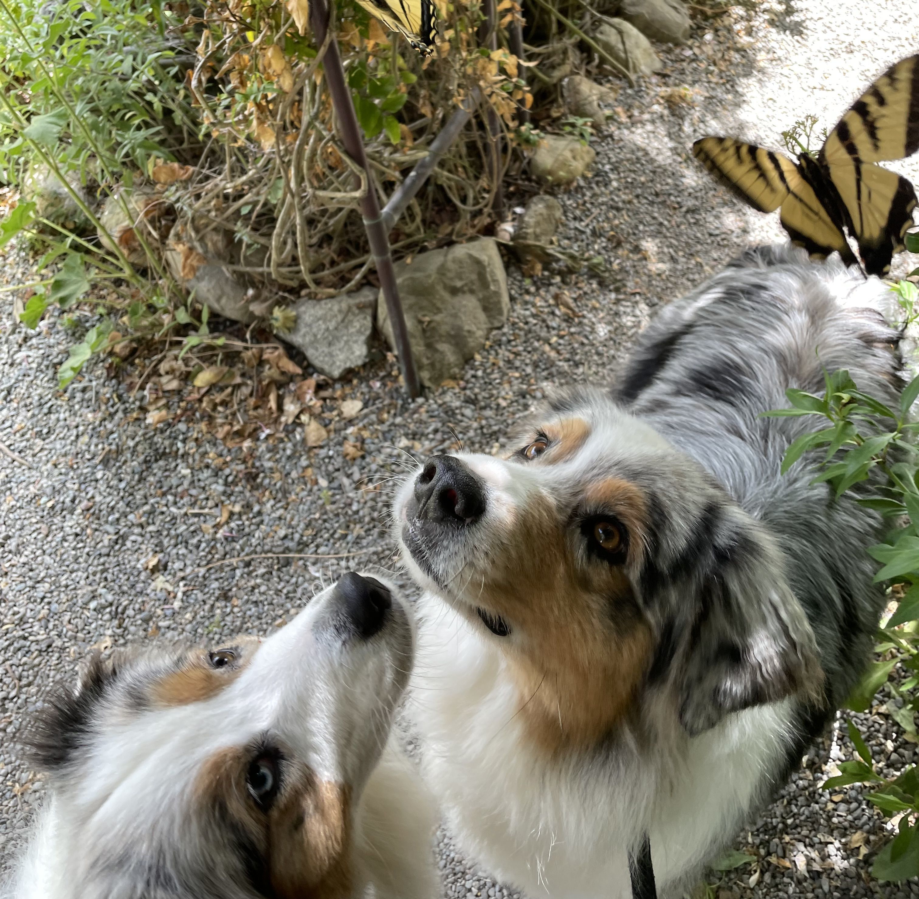 Two Australian Shepherd dogs looking up at a Monarch butterfly hovering close over their heads